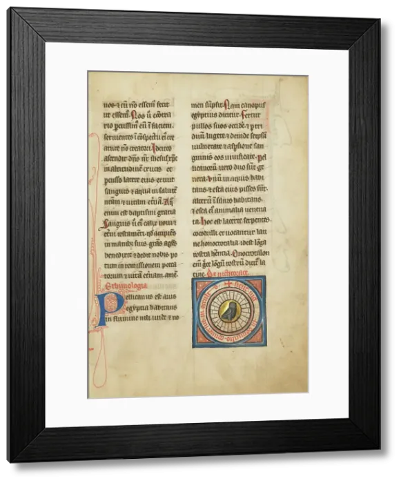 Framed Print : A Night Heron; De Natura Avium; De Pastoribus et Ovibus; Bestiarium, 1277 or after. Creator: Unknown Framed Print : A Night Heron; De Natura Avium; De Pastoribus et Ovibus; Bestiarium, 1277 or after. Creator: Unknown