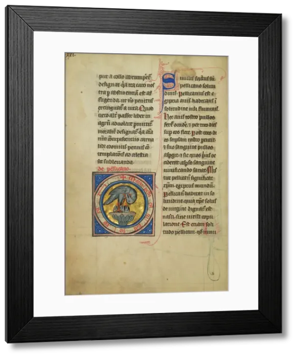 Framed Print : A Pelican Feeding her Young; De Natura Avium; De Pastoribus et Ovibus, 1277 or after. Creator: Unknown Framed Print : A Pelican Feeding her Young; De Natura Avium; De Pastoribus et Ovibus, 1277 or after. Creator: Unknown