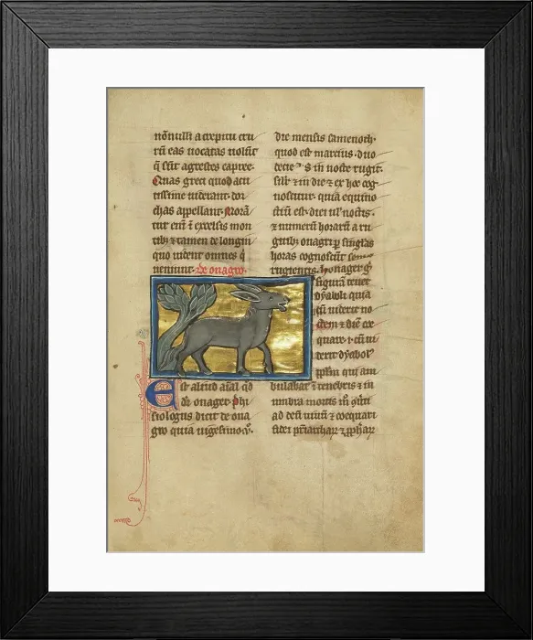 Framed Print : A Wild Donkey; De Natura Avium; De Pastoribus et Ovibus; Bestiarium, 1277 or after. Creator: Unknown Framed Print : A Wild Donkey; De Natura Avium; De Pastoribus et Ovibus; Bestiarium, 1277 or after. Creator: Unknown