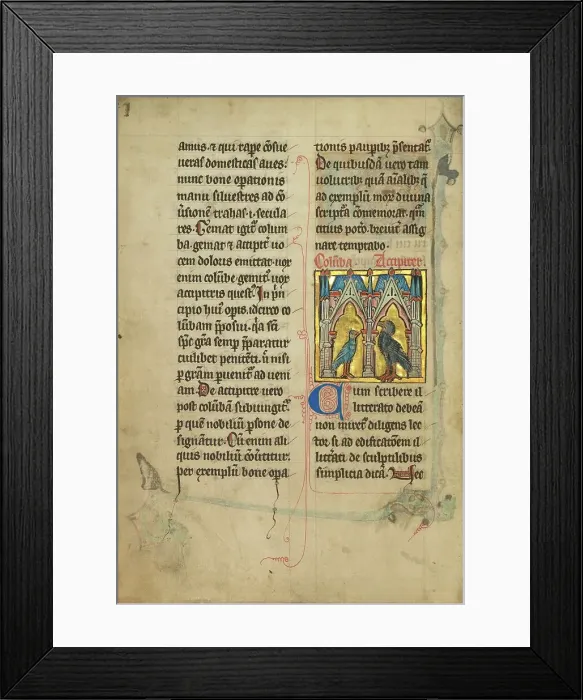 Framed Print : A Dove and a Falcon; De Natura Avium; De Pastoribus et Ovibus, 1277 or after. Creator: Unknown Framed Print : A Dove and a Falcon; De Natura Avium; De Pastoribus et Ovibus, 1277 or after. Creator: Unknown