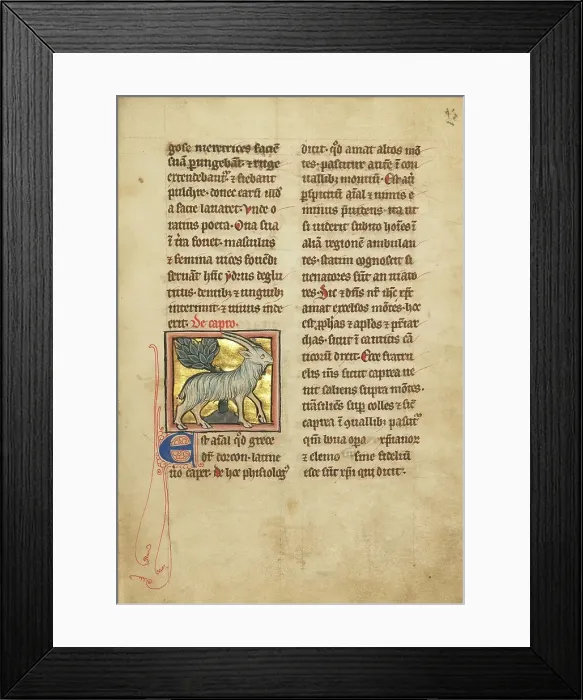 Framed Print : A Goat; De Natura Avium; De Pastoribus et Ovibus; Bestiarium, 1277 or after. Creator: Unknown Framed Print : A Goat; De Natura Avium; De Pastoribus et Ovibus; Bestiarium, 1277 or after. Creator: Unknown