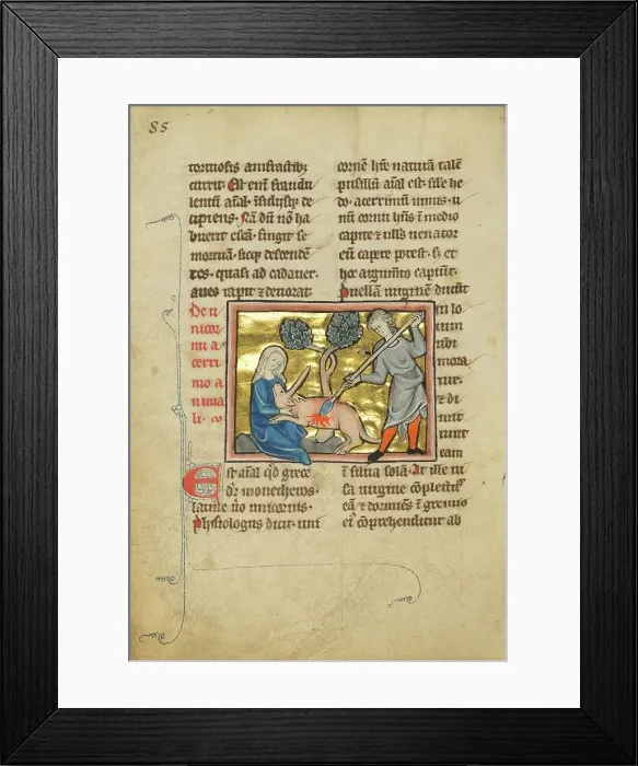 Framed Print : A Unicorn with its Head in the Lap of a Maiden; De Natura Avium; De Pastoribus et Ovibus, 1277 or af Creator: Unknown Framed Print : A Unicorn with its Head in the Lap of a Maiden; De Natura Avium; De Pastoribus et Ovibus, 1277 or af Creator: Unknown