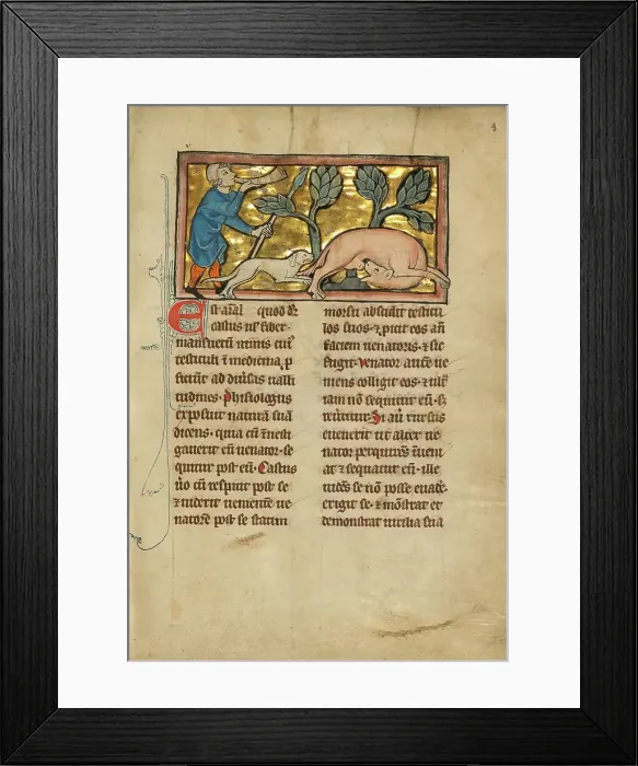 Framed Print : A Hunter and a Beaver; De Natura Avium; De Pastoribus et Ovibus; Bestiarium, 1277 or after. Creator: Unknown Framed Print : A Hunter and a Beaver; De Natura Avium; De Pastoribus et Ovibus; Bestiarium, 1277 or after. Creator: Unknown