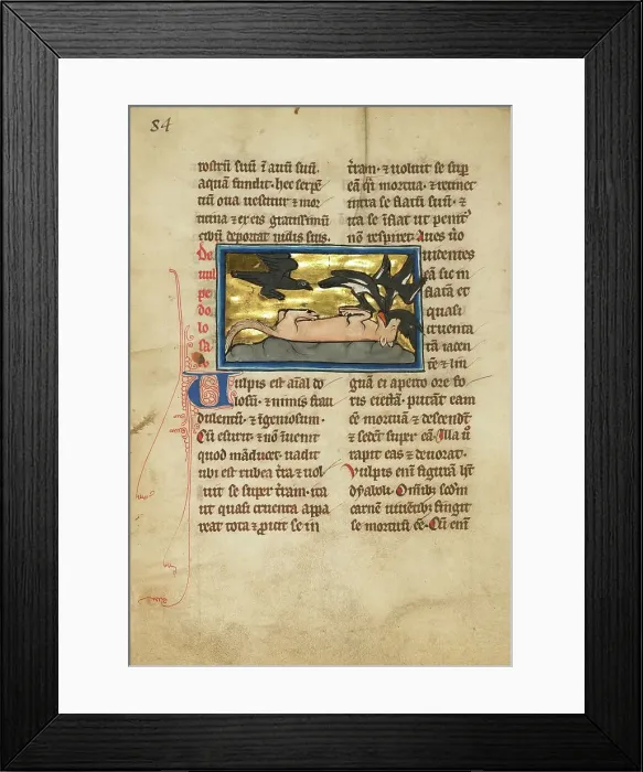 Framed Print : A Fox Playing Dead; De Natura Avium; De Pastoribus et Ovibus, 1277 or after. Creator: Unknown Framed Print : A Fox Playing Dead; De Natura Avium; De Pastoribus et Ovibus, 1277 or after. Creator: Unknown