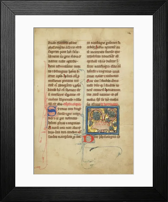 Framed Print : A Hedgehog; De Natura Avium; De Pastoribus et Ovibus; Bestiarium, 1277 or after. Creator: Unknown Framed Print : A Hedgehog; De Natura Avium; De Pastoribus et Ovibus; Bestiarium, 1277 or after. Creator: Unknown