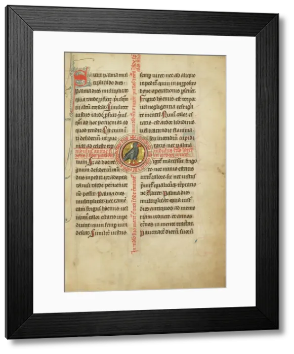 Framed Print : A Medallion with a Turtle Dove; De Natura Avium; De Pastoribus et Ovibus; Bestiarium, 1277 or after. Creator: Unknown Framed Print : A Medallion with a Turtle Dove; De Natura Avium; De Pastoribus et Ovibus; Bestiarium, 1277 or after. Creator: Unknown
