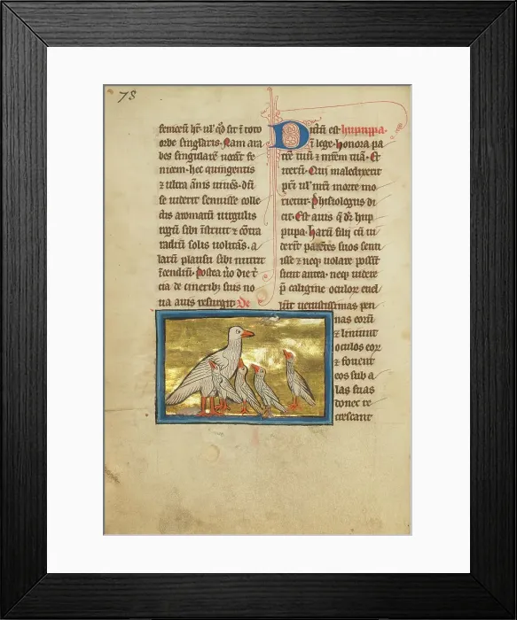 Framed Print : A Hoopoe; De Natura Avium; De Pastoribus et Ovibus, 1277 or after. Creator: Unknown Framed Print : A Hoopoe; De Natura Avium; De Pastoribus et Ovibus, 1277 or after. Creator: Unknown