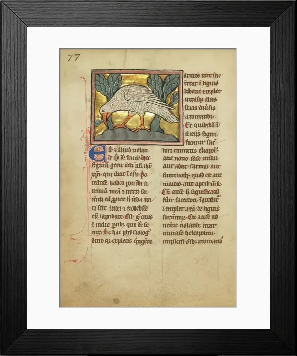Framed Print : A Phoenix; De Natura Avium; De Pastoribus et Ovibus, 1277 or after. Creator: Unknown Framed Print : A Phoenix; De Natura Avium; De Pastoribus et Ovibus, 1277 or after. Creator: Unknown