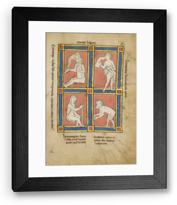 Framed Print : Cinomologus; Anthropophagus; Himantopode; Artabatite; De Natura Avium, 1277 or after. Creator: Unknown Framed Print : Cinomologus; Anthropophagus; Himantopode; Artabatite; De Natura Avium, 1277 or after. Creator: Unknown
