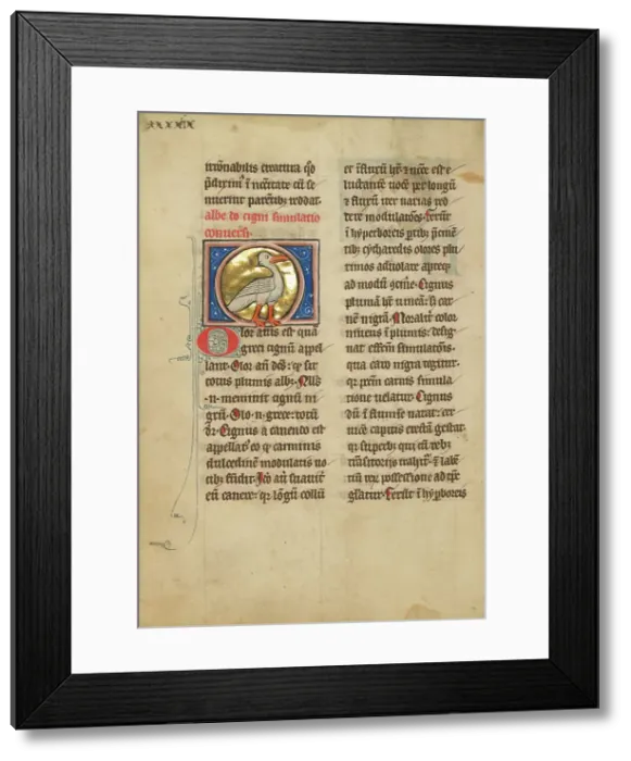 Framed Print : A Swan; De Natura Avium; De Pastoribus et Ovibus, 1277 or after. Creator: Unknown Framed Print : A Swan; De Natura Avium; De Pastoribus et Ovibus, 1277 or after. Creator: Unknown