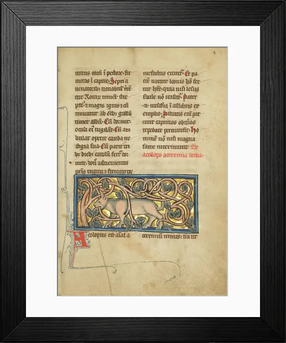 Framed Print : An Antelope with its Horns Entangled in a Bush; De Natura Avium, 1277 or after. Creator: Unknown Framed Print : An Antelope with its Horns Entangled in a Bush; De Natura Avium, 1277 or after. Creator: Unknown