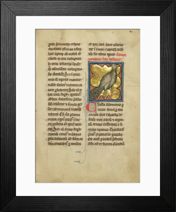 Framed Print : A Peacock; De Natura Avium; De Pastoribus et Ovibus; Bestiarium, 1277 or after. Creator: Unknown Framed Print : A Peacock; De Natura Avium; De Pastoribus et Ovibus; Bestiarium, 1277 or after. Creator: Unknown
