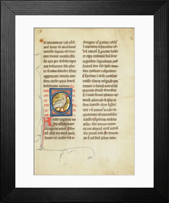 Framed Print : A Goose; De Natura Avium; De Pastoribus et Ovibus; Bestiarium, 1277 or after. Creator: Unknown Framed Print : A Goose; De Natura Avium; De Pastoribus et Ovibus; Bestiarium, 1277 or after. Creator: Unknown