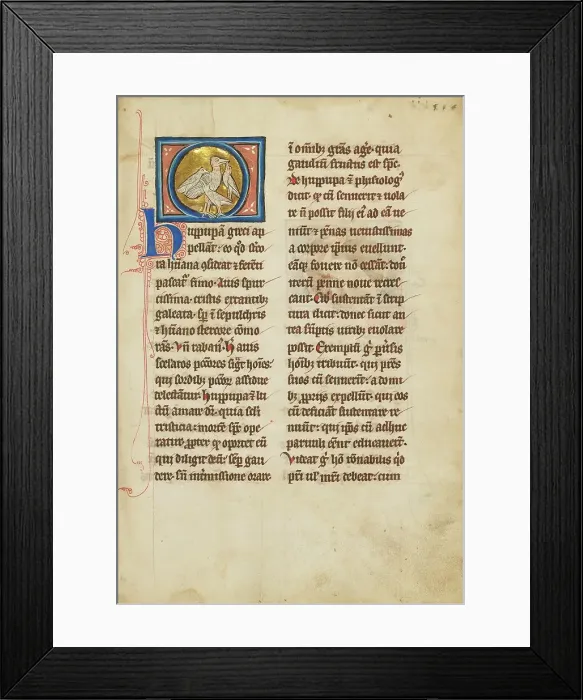 Framed Print : A Hoopoe; De Natura Avium; De Pastoribus et Ovibus; Bestiarium, 1277 or after. Creator: Unknown Framed Print : A Hoopoe; De Natura Avium; De Pastoribus et Ovibus; Bestiarium, 1277 or after. Creator: Unknown