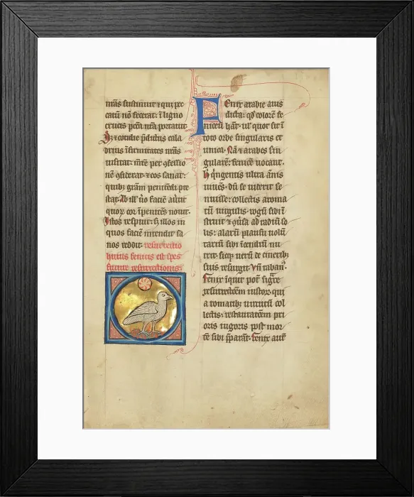 Framed Print : A Phoenix; De Natura Avium; De Pastoribus et Ovibus; Bestiarium, 1277 or after. Creator: Unknown Framed Print : A Phoenix; De Natura Avium; De Pastoribus et Ovibus; Bestiarium, 1277 or after. Creator: Unknown