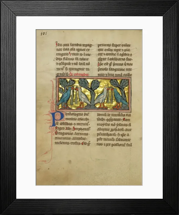 Framed Print : Two Pairs of Doves; De Natura Avium; De Pastoribus et Ovibus, 1277 or after. Creator: Unknown Framed Print : Two Pairs of Doves; De Natura Avium; De Pastoribus et Ovibus, 1277 or after. Creator: Unknown