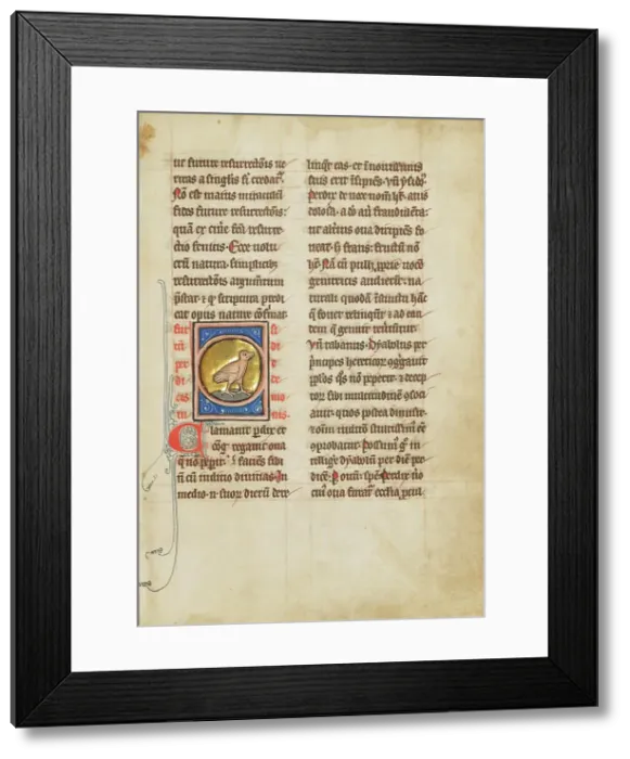 Framed Print : A Partridge; De Natura Avium; De Pastoribus et Ovibus; Bestiarium, 1277 or after. Creator: Unknown Framed Print : A Partridge; De Natura Avium; De Pastoribus et Ovibus; Bestiarium, 1277 or after. Creator: Unknown