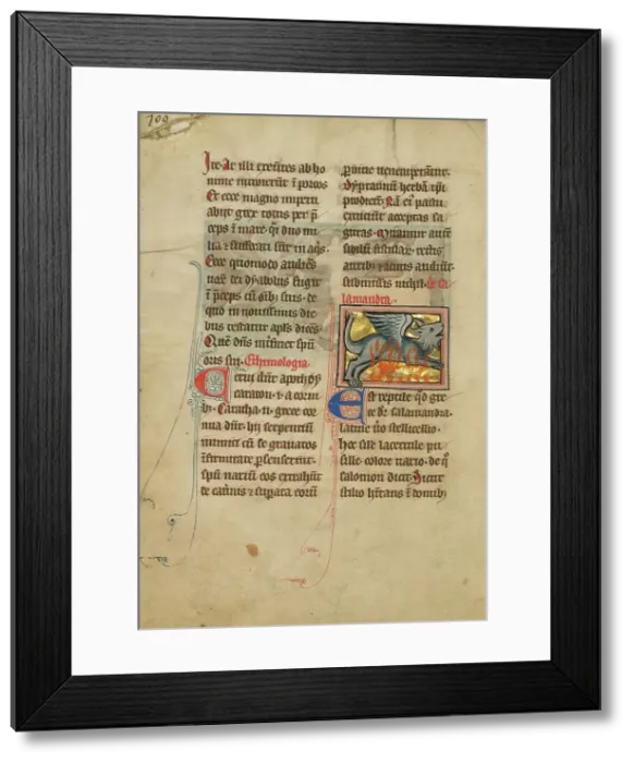 Framed Print : A Salamander; De Natura Avium; De Pastoribus et Ovibus, 1277 or after. Creator: Unknown Framed Print : A Salamander; De Natura Avium; De Pastoribus et Ovibus, 1277 or after. Creator: Unknown