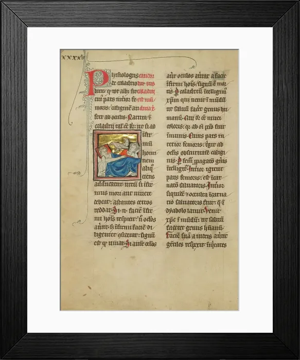 Framed Print : Caladrius Birds; A Plover; De Natura Avium; De Pastoribus et Ovibus, 1277 or after. Creator: Unknown Framed Print : Caladrius Birds; A Plover; De Natura Avium; De Pastoribus et Ovibus, 1277 or after. Creator: Unknown