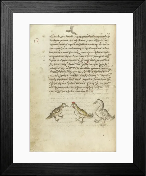 Framed Print : A Duck, a Rooster, and a Goose; Miscellany: Physiologus: other texts, 1510-1520. Creator: Unknown Framed Print : A Duck, a Rooster, and a Goose; Miscellany: Physiologus: other texts, 1510-1520. Creator: Unknown