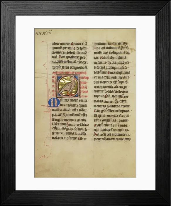 Framed Print : A Kite (Bird); De Natura Avium; De Pastoribus et Ovibus, On the Soul, 1277 or after. Creator: Unknown Framed Print : A Kite (Bird); De Natura Avium; De Pastoribus et Ovibus, On the Soul, 1277 or after. Creator: Unknown