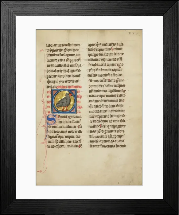 Framed Print : A Vulture; De Natura Avium; De Pastoribus et Ovibus; Bestiarium, 1277 or after. Creator: Unknown Framed Print : A Vulture; De Natura Avium; De Pastoribus et Ovibus; Bestiarium, 1277 or after. Creator: Unknown