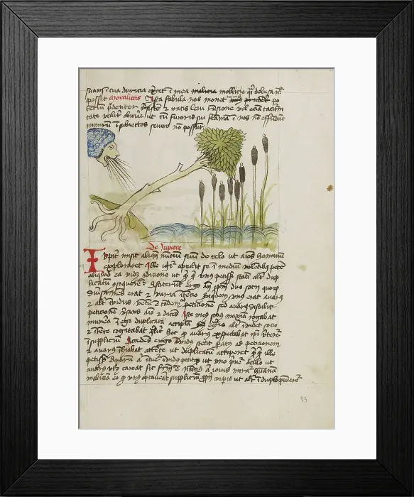 Framed Print : An Oak Tree Up-Rooted by Strong Winds; Fables, third quarter of 15th century. Creator: Unknown Framed Print : An Oak Tree Up-Rooted by Strong Winds; Fables, third quarter of 15th century. Creator: Unknown