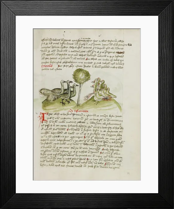 Framed Print : Four Peacocks; Fables, third quarter of 15th century. Creator: Unknown Framed Print : Four Peacocks; Fables, third quarter of 15th century. Creator: Unknown