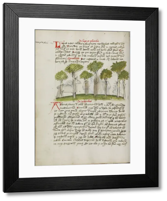 Framed Print : A Forest; Fables, third quarter of 15th century. Creator: Unknown Framed Print : A Forest; Fables, third quarter of 15th century. Creator: Unknown