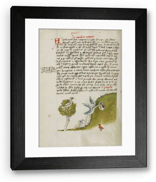 Framed Print : An Eagle Sitting in a Tree, a Stork with its Neck in a Hole... third quarter of 15th century. Creator: Unknown Framed Print : An Eagle Sitting in a Tree, a Stork with its Neck in a Hole... third quarter of 15th century. Creator: Unknown