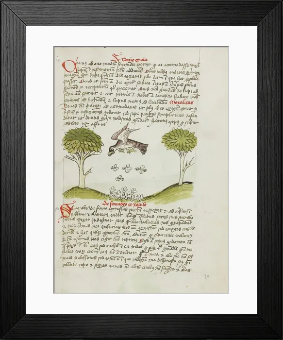 Framed Print : An Eagle Flying over a Swarm of Insects; Fables, third quarter of 15th century. Creator: Unknown Framed Print : An Eagle Flying over a Swarm of Insects; Fables, third quarter of 15th century. Creator: Unknown