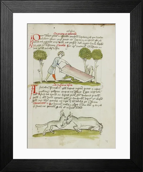 Framed Print : A Young Man in a Bed under which is a Snake: A Donkey... third quarter of 15th century. Creator: Unknown Framed Print : A Young Man in a Bed under which is a Snake: A Donkey... third quarter of 15th century. Creator: Unknown