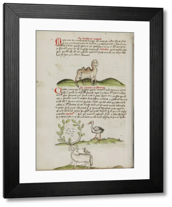 Framed Print : A Camel with a Fly on its Back: Insects in a Vineyard and a Stork... third quarter of 15th century. Creator: Unknown Framed Print : A Camel with a Fly on its Back: Insects in a Vineyard and a Stork... third quarter of 15th century. Creator: Unknown