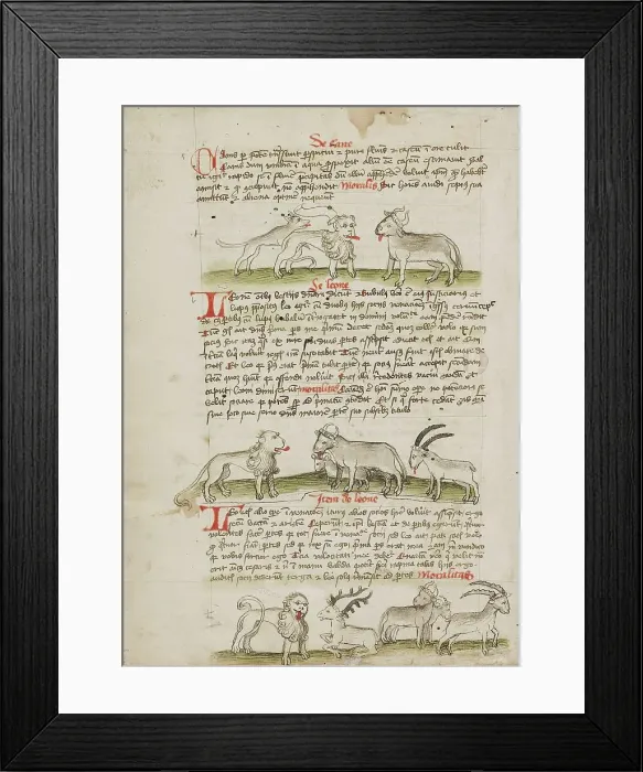 Framed Print : A Lion between a Wolf and an Ox: A Lion before a Cow, a Ram and... third quarter of 15th century. Creator: Unknown Framed Print : A Lion between a Wolf and an Ox: A Lion before a Cow, a Ram and... third quarter of 15th century. Creator: Unknown