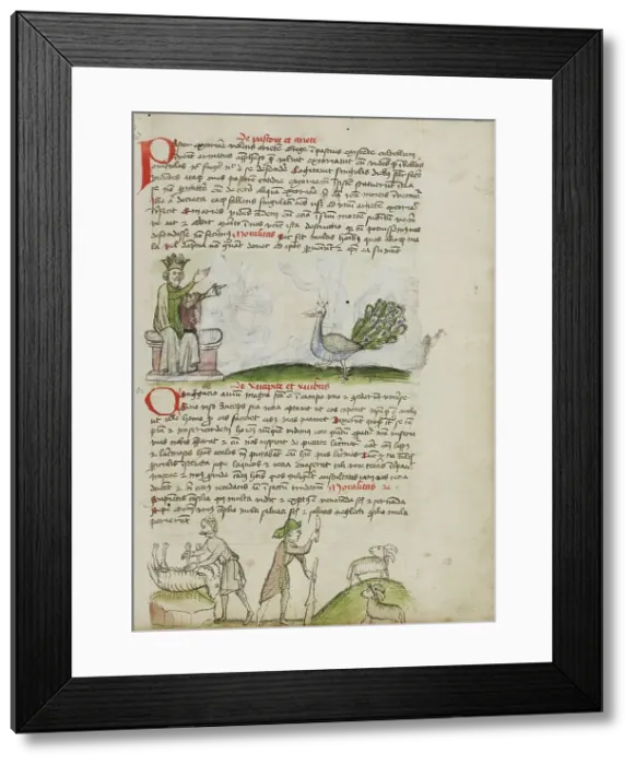 Framed Print : A King Enthroned Speaking to a Peacock: A Shepherd Killing a Ram... third quarter of 15th century. Creator: Unknown Framed Print : A King Enthroned Speaking to a Peacock: A Shepherd Killing a Ram... third quarter of 15th century. Creator: Unknown