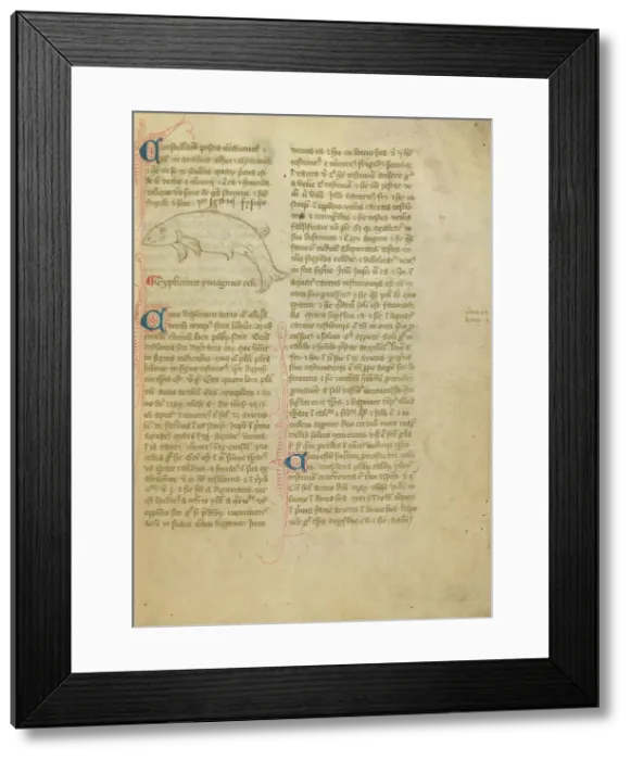 Framed Print : Constellation; Astronomical and Medical Miscellany, late 14th century, shortly after 1386. Creator: Unknown