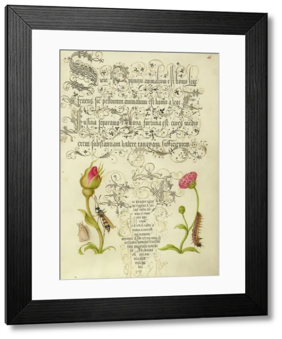 Framed Print : Wainscot, French Rose, Wasplike Insect, English Daisy, and Caterpillar, 1561-2; illumination 1591-6. Creator: Joris Hoefnagel Framed Print : Wainscot, French Rose, Wasplike Insect, English Daisy, and Caterpillar, 1561-2; illumination 1591-6. Creator: Joris Hoefnagel