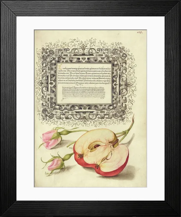 Framed Print : French Rose and Apple, 1561-1562; illumination added 1591-1596. Creator: Joris Hoefnagel Framed Print : French Rose and Apple, 1561-1562; illumination added 1591-1596. Creator: Joris Hoefnagel