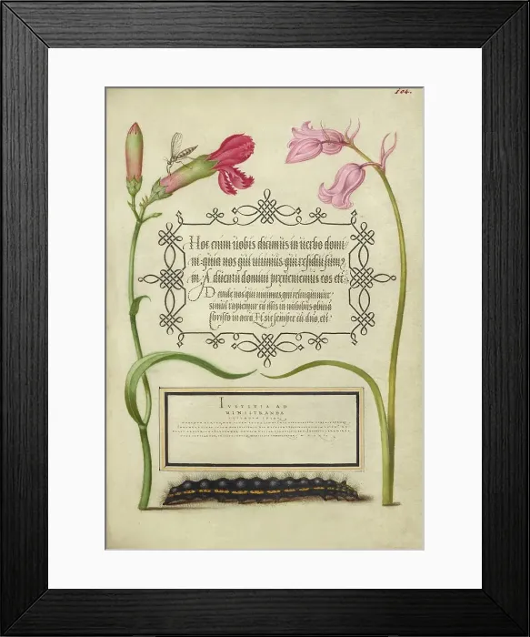 Framed Print : Imaginary Insect, Carnation, Bluebell, and Saturnid Caterpillar, 1561-2; illumination added 1591-6. Creator: Joris Hoefnagel Framed Print : Imaginary Insect, Carnation, Bluebell, and Saturnid Caterpillar, 1561-2; illumination added 1591-6. Creator: Joris Hoefnagel