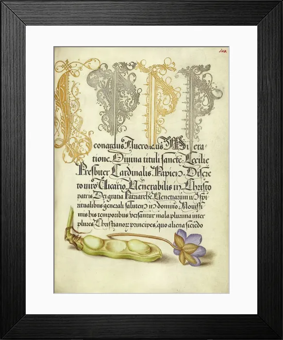 Framed Print : Broad Bean and Liverleaf; Mira calligraphiae monumenta, 1561-1562; illumination added 1591-1596. Creator: Joris Hoefnagel Framed Print : Broad Bean and Liverleaf; Mira calligraphiae monumenta, 1561-1562; illumination added 1591-1596. Creator: Joris Hoefnagel