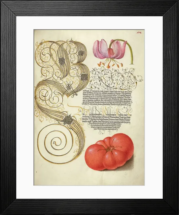 Framed Print : Martagon Lily and Tomato; Mira calligraphiae monumenta, 1561-1562; illumination added 1591-1596. Creator: Joris Hoefnagel Framed Print : Martagon Lily and Tomato; Mira calligraphiae monumenta, 1561-1562; illumination added 1591-1596. Creator: Joris Hoefnagel
