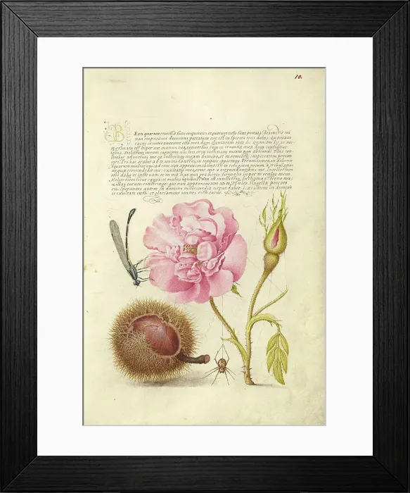 Framed Print : Damselfly, French Rose, Spanish Chestnut, and Spider, 1561-1562; illumination added 1591-1596. Creator: Joris Hoefnagel Framed Print : Damselfly, French Rose, Spanish Chestnut, and Spider, 1561-1562; illumination added 1591-1596. Creator: Joris Hoefnagel