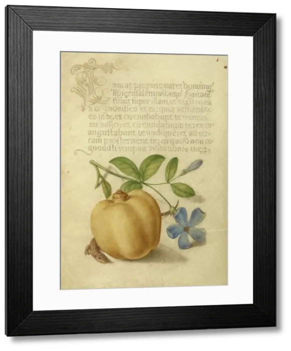 Framed Print : Periwinkle, Apple, and Lizard; Mira calligraphiae monumenta, 1561-1562; illumination added 1591-1596 Creator: Joris Hoefnagel Framed Print : Periwinkle, Apple, and Lizard; Mira calligraphiae monumenta, 1561-1562; illumination added 1591-1596 Creator: Joris Hoefnagel