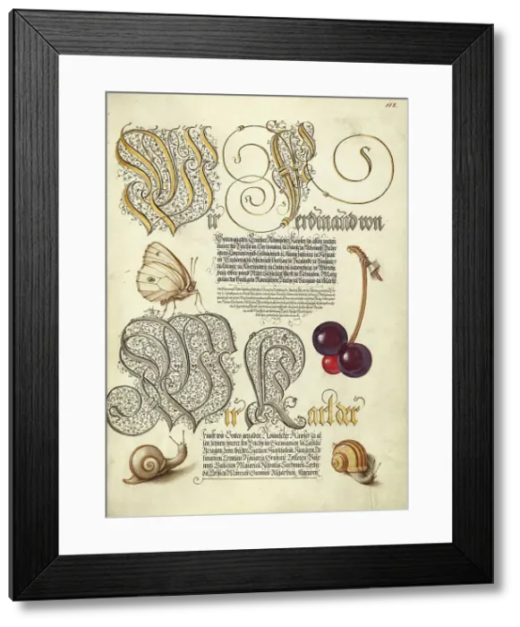 Framed Print : Butterfly, Sweet Cherry, and Land Snails, 1561-1562; illumination added 1591-1596. Creator: Joris Hoefnagel Framed Print : Butterfly, Sweet Cherry, and Land Snails, 1561-1562; illumination added 1591-1596. Creator: Joris Hoefnagel