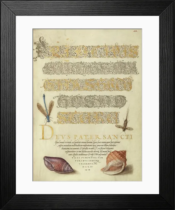 Framed Print : Damselfly, Insect, and Marine Mollusks, 1561-1562; illumination added 1591-1596. Creator: Joris Hoefnagel Framed Print : Damselfly, Insect, and Marine Mollusks, 1561-1562; illumination added 1591-1596. Creator: Joris Hoefnagel