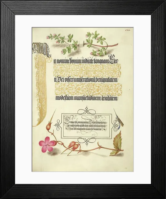 Framed Print : Basil Thyme, Insect, and Herb Robert, 1561-1562; illumination added 1591-1596. Creator: Joris Hoefnagel Framed Print : Basil Thyme, Insect, and Herb Robert, 1561-1562; illumination added 1591-1596. Creator: Joris Hoefnagel