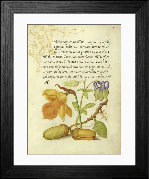 Framed Print : Insect, Daffodil, European Columbine, and English Oak Acorns, 1561-2; illumination added 1591-6. Creator: Joris Hoefnagel