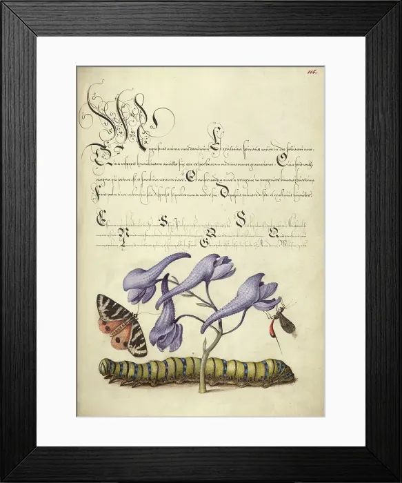 Framed Print : Scarlet Tiger-Moth, Larkspur, Insect, and Caterpillar, 1561-1562; illumination added 1591-1596. Creator: Joris Hoefnagel Framed Print : Scarlet Tiger-Moth, Larkspur, Insect, and Caterpillar, 1561-1562; illumination added 1591-1596. Creator: Joris Hoefnagel