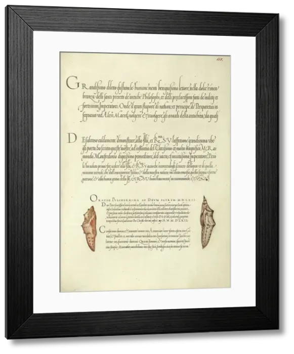 Framed Print : Butterfly Pupae; Mira calligraphiae monumenta, 1561-1562; illumination added 1591-1596. Creator: Joris Hoefnagel Framed Print : Butterfly Pupae; Mira calligraphiae monumenta, 1561-1562; illumination added 1591-1596. Creator: Joris Hoefnagel