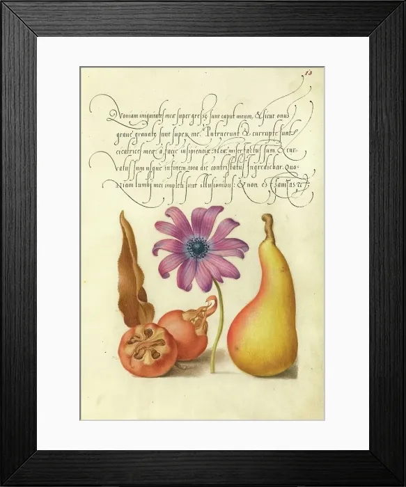Framed Print : Medlar, Poppy Anemone, and Pear, 1561-1562; illumination added 1591-1596. Creator: Joris Hoefnagel Framed Print : Medlar, Poppy Anemone, and Pear, 1561-1562; illumination added 1591-1596. Creator: Joris Hoefnagel